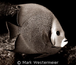 Cold Stare - Image taken in Cayman with a Nikonos RS, 50m... by Mark Westermeier 